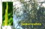 Guadua longifolia