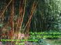 Phyllostachys bambusoides Allgold