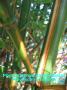 Phyllostachys bambusoides castillon-inversa