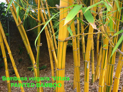 30 seeds Bambusa vulgaris bamb00 subtropical clumping bamb00 native
