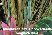 Teague's Blue Bamboo